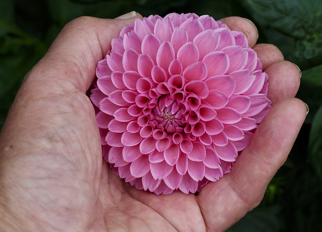 Dahlia Pink Runner