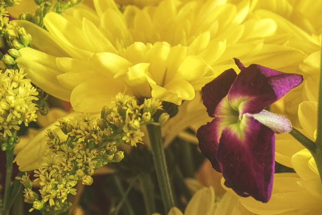 Fresh Flowers