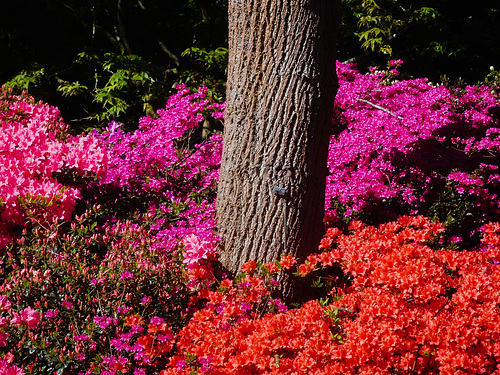 At the Isabella Plantation (Richmond Park)