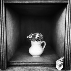 eyebright b&w