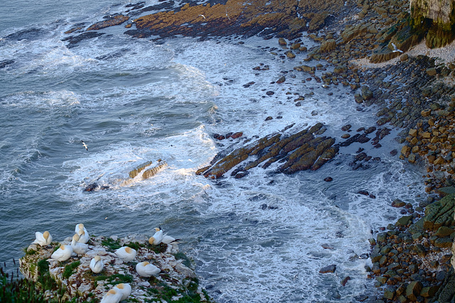 Bempton Cliffs