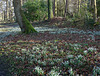 Snowdrops in the woodland at Chirk Castle