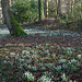 Snowdrops in the woodland at Chirk Castle