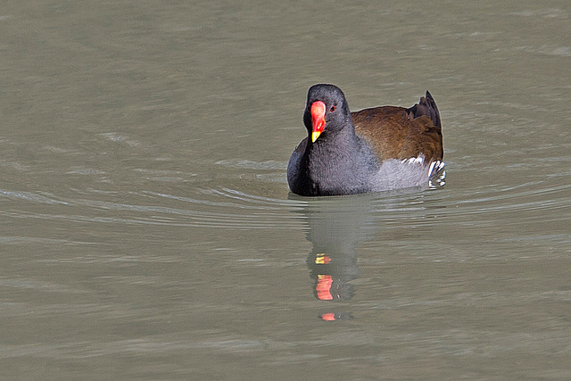 20160303 0117VRAw [D~BI] Teichhuhn (Gallinula chloropus), Tierpark Olderdissen, Bielefeld