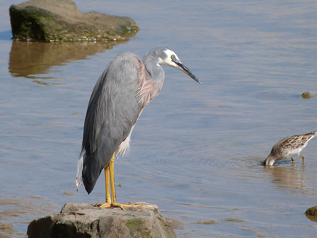 heron