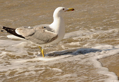 Goeland les pattes dans l'eau