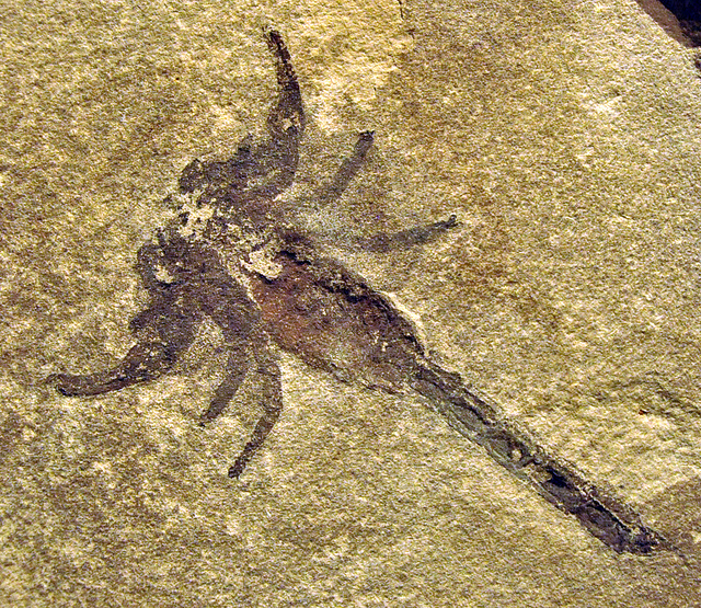 ROM scorpion minus 450 million yrs DSC 2373