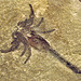 ROM scorpion minus 450 million yrs DSC 2373