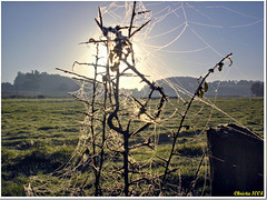 Land Art: spider web in the morning
