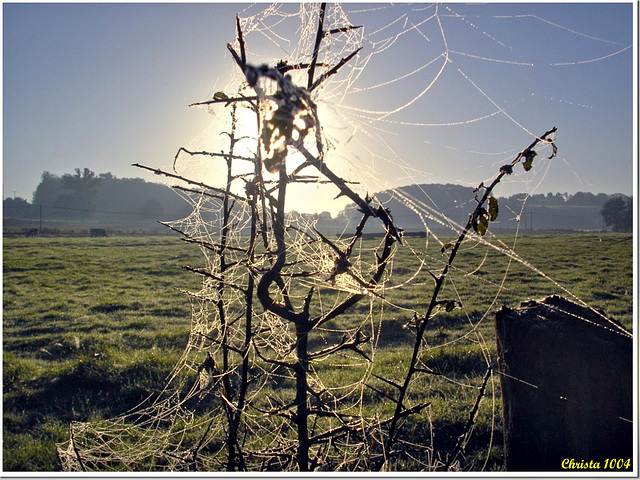 Land Art: spider web in the morning