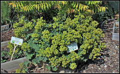 Alchemilla mollis   (7)