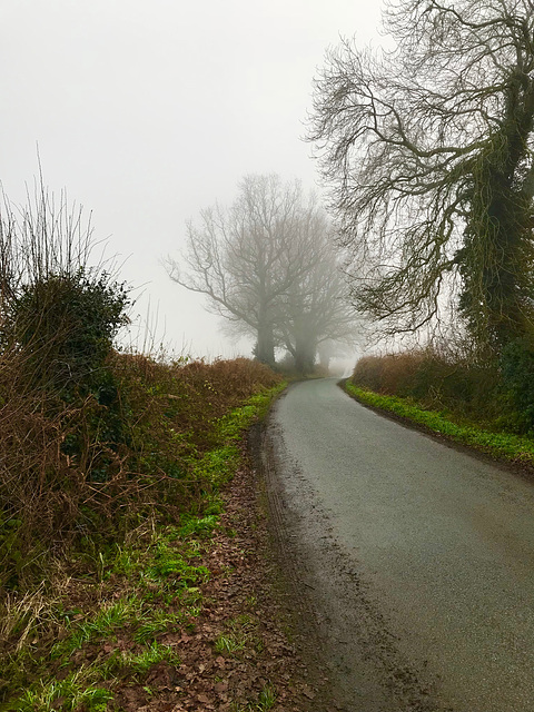Misty walk home