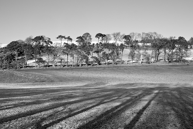 Trees and shadows