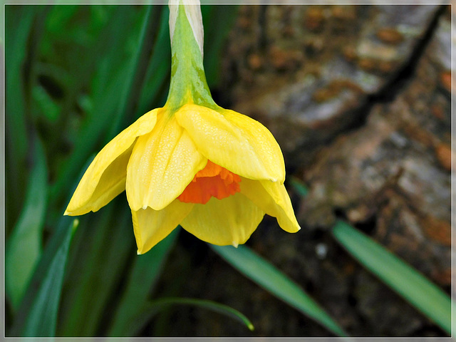 La jonquille est un des symboles du printemps