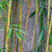 Bambous 2