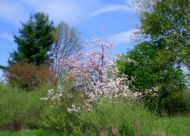 Apple blossoms at the nature center.