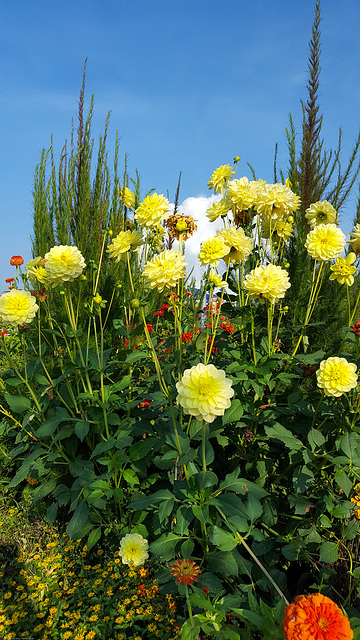 Landesgartenschau 2016