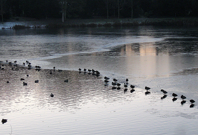 Strandleben in Entenhausen