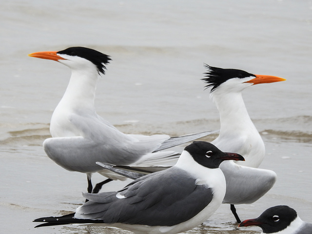 Day 4, Royal Terns & Laughing Gulls