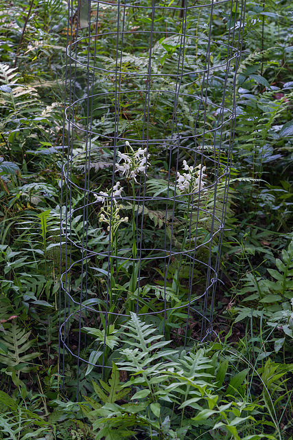 Platanthera integrilabia (White Fringeless orchid) - wire cage exclusures