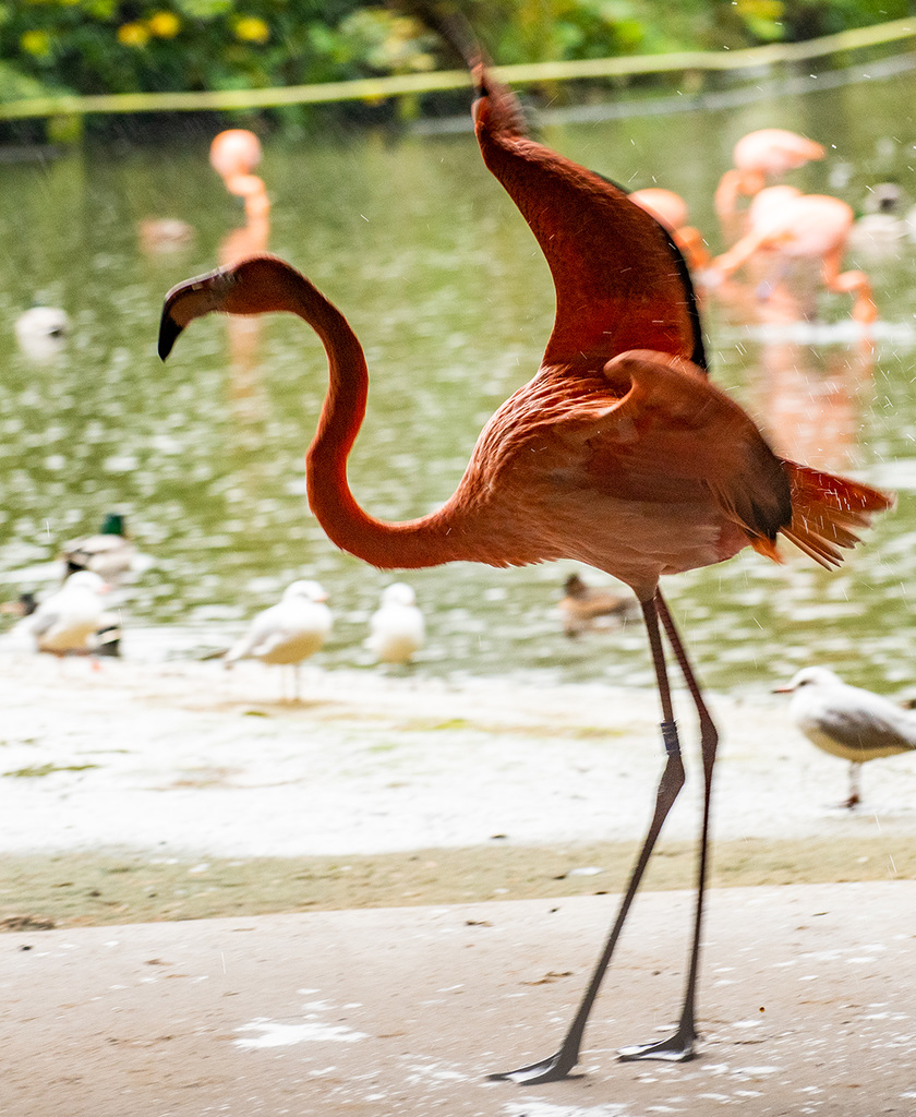 Flamingo