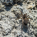 Pardosa Spider-DSA0117