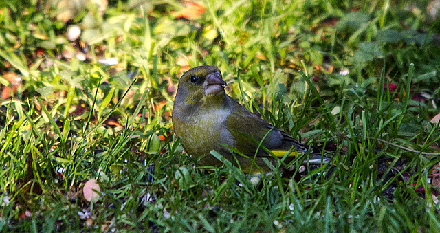 20151027 9449VRTw [D~RI] Grünfink, Rinteln