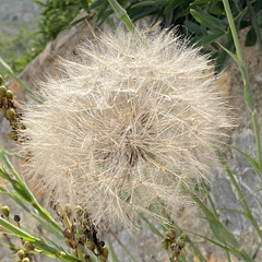 Seed the Day