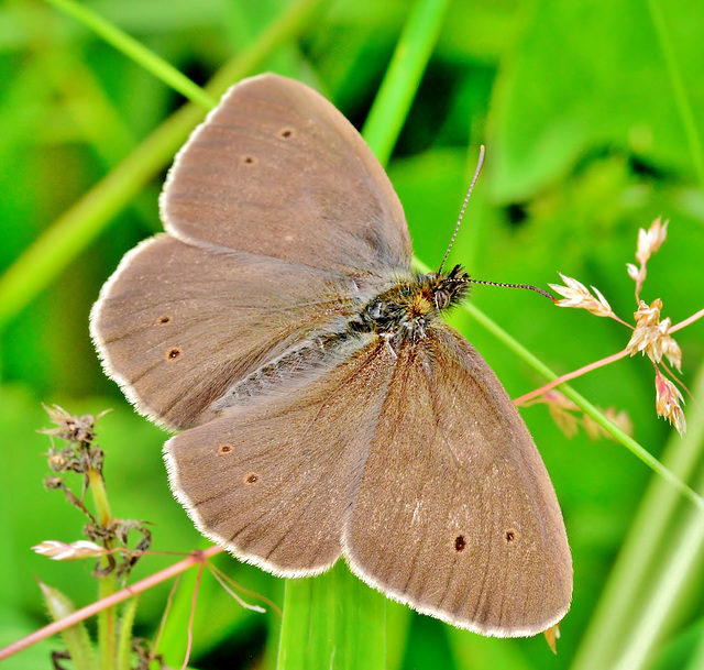 Ringlet. Aphantopus hyperantus