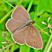 Ringlet. Aphantopus hyperantus