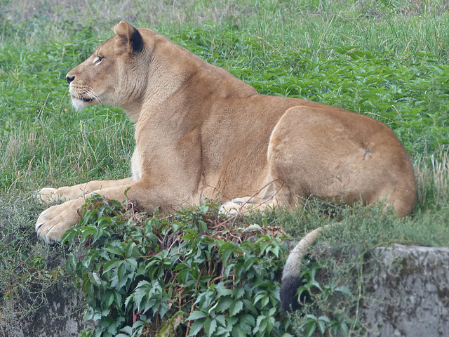 Warsaw Zoo (22) - 21 September 2015