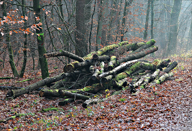 Holz für den Wald