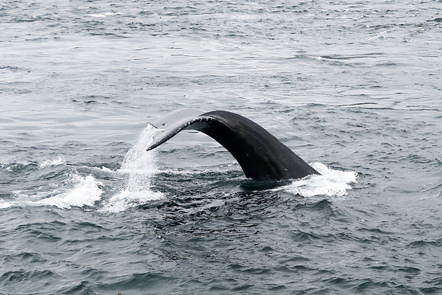 Whale watching nahe Telegraph Cove