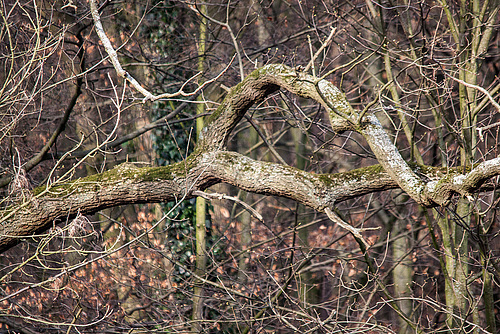 20150318 3499Tw [D~RI] Geäst,  Rinteln