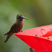Hummingbird EF7A8476