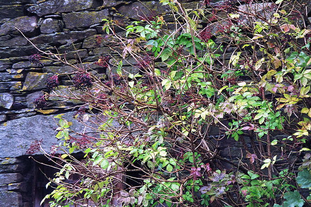 Spot the Thrush near Hartsop (Scan from 1994)