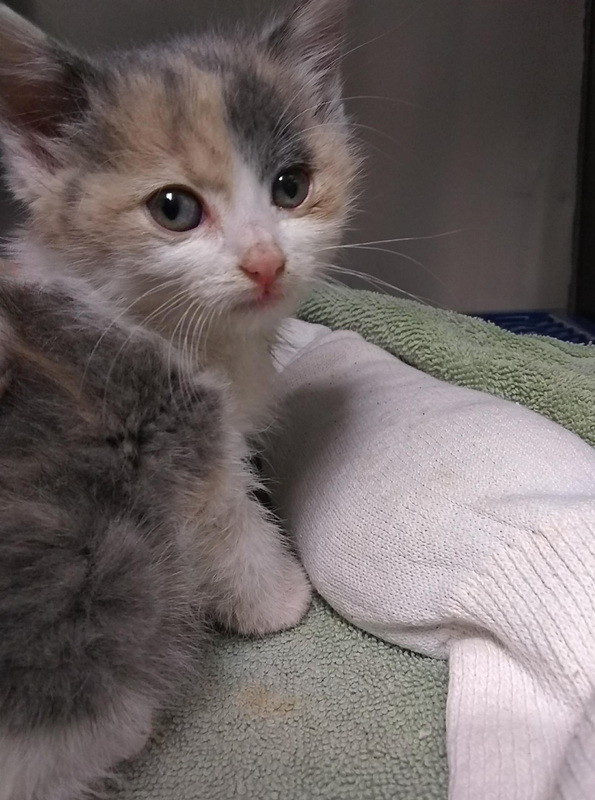 Tiny kitty