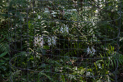 Platanthera integrilabia (White Fringeless orchid) - wire cage exclusures