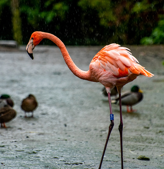 Flamingo