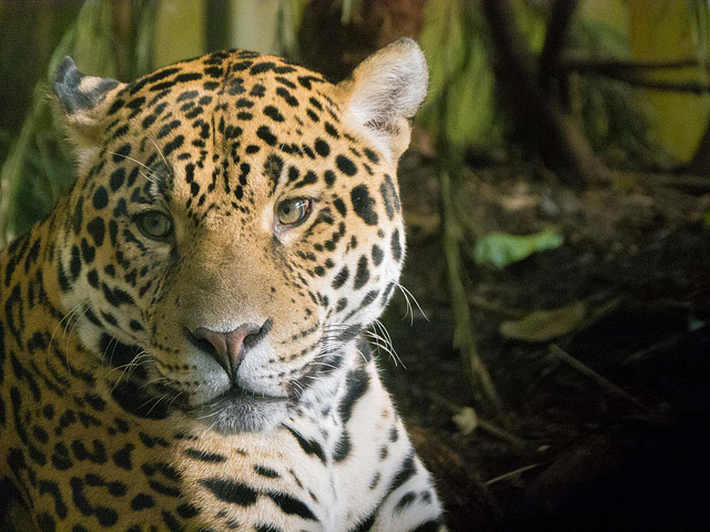 Jaguar (4)