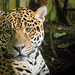 Jaguar (4)