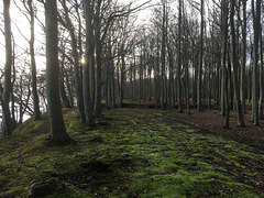 wald 0668