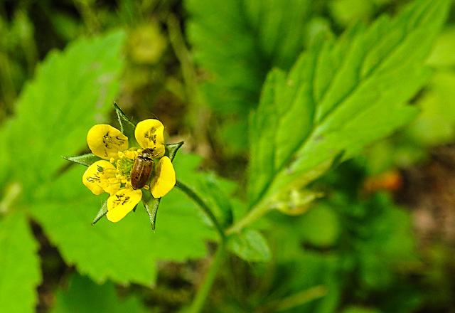 20210606 0553CPw [D~LIP]  Echte Nelkenwurz (Geum urbanum), Käfer, Bad Salzuflen