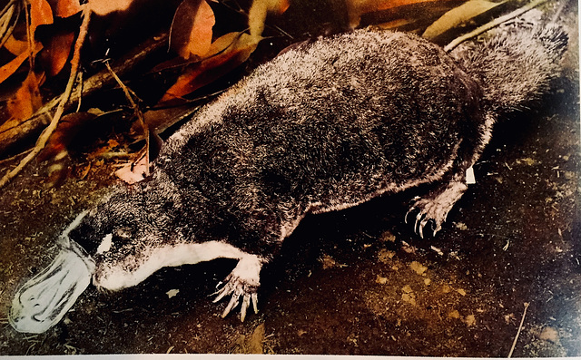 Duck-billed platypus