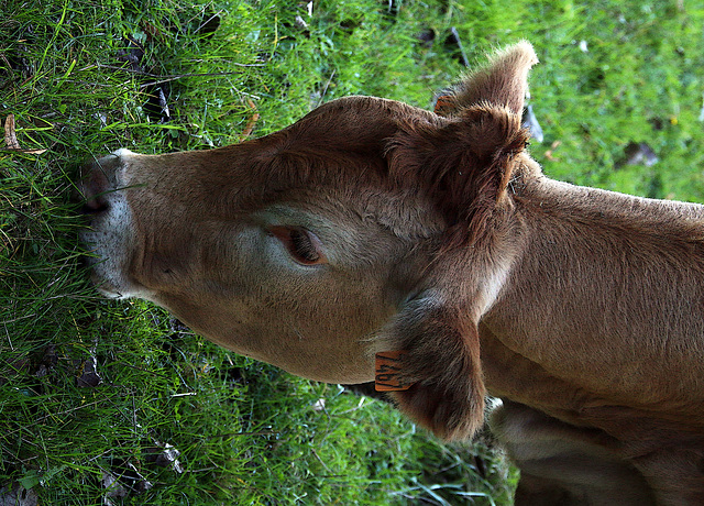 Moins pénible , une vache qui broute un mur végétalisé donne plus de lait .