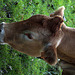 Moins pénible , une vache qui broute un mur végétalisé donne plus de lait .