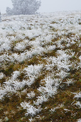 étoiles de neige