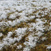étoiles de neige