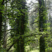 20250503 Forêt Blandas (52)