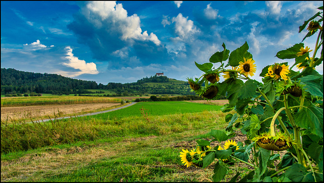 Feel the Summer Wind